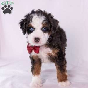 Kip, Mini Bernedoodle Puppy